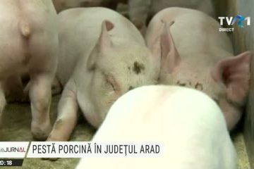 Focar de pestă porcină în Arad. Peste 20.000 de porci de la cel mai mare combinat agroindustrial vor fi eutanasiați