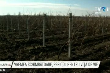 Vremea schimbătoare poate afecta vița de vie