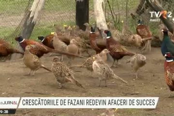 Crescătoriile de fazani redevin afaceri de succes