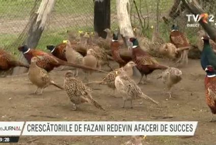 Crescătoriile de fazani redevin afaceri de succes