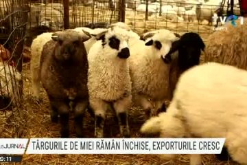 Târgurile de miei rămân închise, exporturile cresc