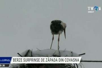 Primele berze s-au întors în țară, dar au fost surprinse de zăpadă la Covasna