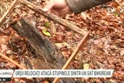 Urșii agresivi din Brașov, relocați în Bihor, au început să atace stupinele. Localnicii sunt revoltați și cer mutarea animalelor. Nimeni nu i-a avertizat că în zonă au fost aduşi urşi din alte judeţe