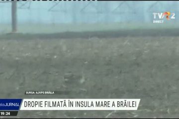 Dropia, fotografiată și filmată pentru prima dată după 50 de ani în România, în Insula Mare a Brăilei