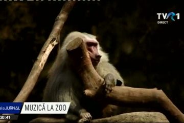 Un pianist columbian cântă în fiecare sâmbătă pentru animalele dintr-un parc zoologic