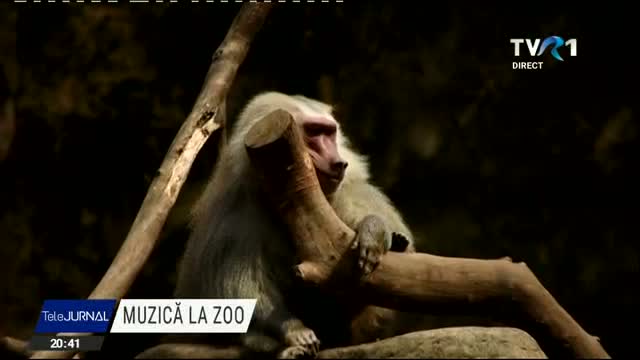 un-pianist-columbian-canta-in-fiecare-sambata-pentru-animalele-dintr-un-parc-zoologic