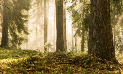 Eurostat: 38% din suprafaţa UE era acoperită cu păduri în 2020. În România, fondul forestier a scăzut în ultimii patru ani