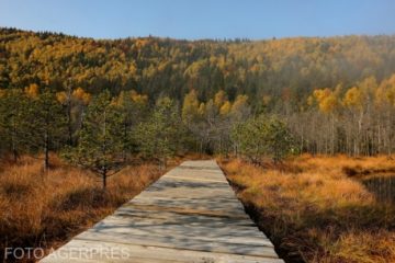 APIA: Beneficiarii pot transmite cereri de sprijin pe schema de ajutor de stat pentru servicii climatice şi conservarea pădurilor