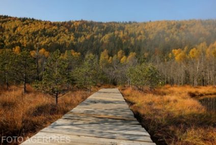 APIA: Beneficiarii pot transmite cereri de sprijin pe schema de ajutor de stat pentru servicii climatice şi conservarea pădurilor