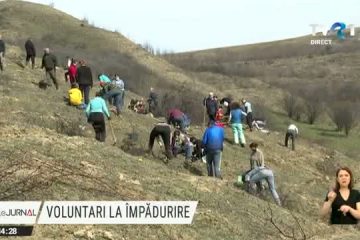 Voluntari la împădurire. Trei zile în care se plantează puieţi de gorun în Bistrița Năsăud