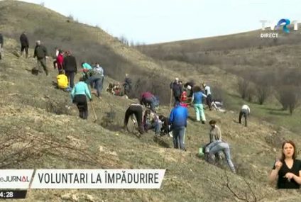 Voluntari la împădurire. Trei zile în care se plantează puieţi de gorun în Bistrița Năsăud