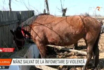 Un mânz de patru zile a fost salvat de la stăpânul care îl ținea flămând și îl chinuia. Imagini cu impact emoțional puternic!