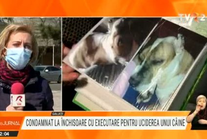 Condamnat la un an de închisoare cu executare pentru că a ucis intenționat câinele unui vecin. Animalul sărise în apărarea stăpânului