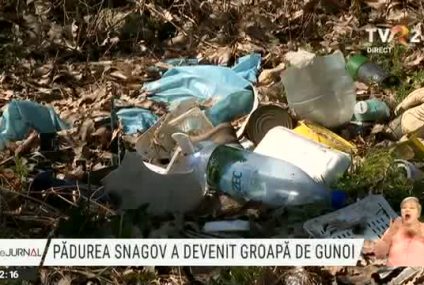 Pădurea Snagov, arie protejată, a devenit groapă de gunoi