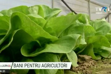 Legumicultorii așteaptă normele de aplicare ale noului program Tomata. Banii vor veni prin intermediul APIA