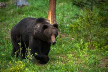 O ursoaică şi-a făcut bârlog în stațiunea Izvoru Mureşului şi a fătat doi pui. Au început procedurile pentru relocare