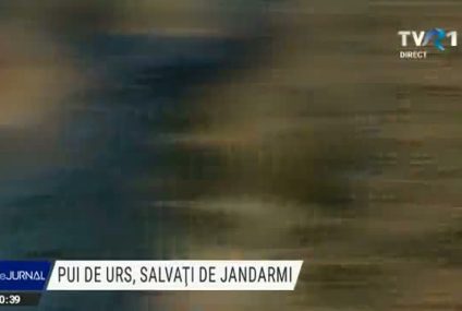 Doi pui de urs au fost salvați de jandarmi din lațurile puse de braconieri în Masivul Penteleu