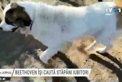 Beethoven își caută stăpâni iubitori. Comuna Florești din Cluj, fără câini abandonați