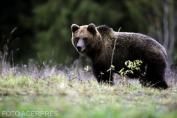 Autoritățile din Harghita fac demersuri pentru relocarea unui urs care își caută hrană în localitatea Subcetate
