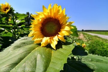 România rămâne cel mai mare producător de floarea-soarelui din Uniunea Europeană