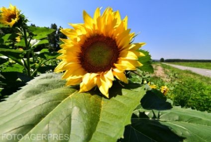 România rămâne cel mai mare producător de floarea-soarelui din Uniunea Europeană