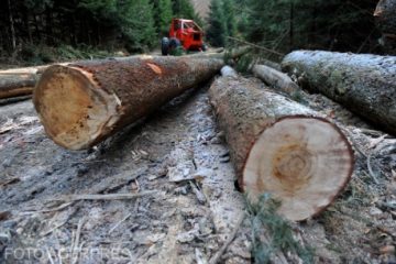Asociaţie Industria Lemnului: Estimările tăierilor ilegale de lemn din România sunt eronate și lipsite de fundamentare științifică