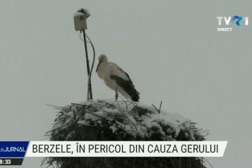 Berzele sunt în pericol din cauza frigului. Gerul le amorțește și le împiedică să își caute hrana