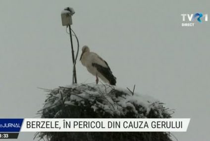 Berzele sunt în pericol din cauza frigului. Gerul le amorțește și le împiedică să își caute hrana