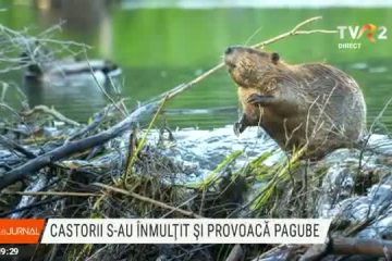 Castorii s-au înmulțit și produc pagube însemnate în Harghita. Mamiferele sunt protejate de lege