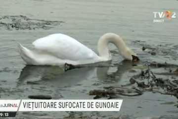 Lebede și rațe sălbatice, printre gunoaiele adunate pe un lac din apropierea orașului Călan