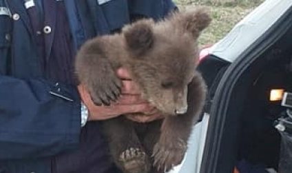 Vrancea: Pui de urs, găsit pe marginea drumului în localitatea Reghiu