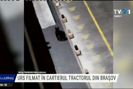 Brașov: Urs filmat în cartierul Tractorul. Populația a fost avertizată prin Ro-Alert