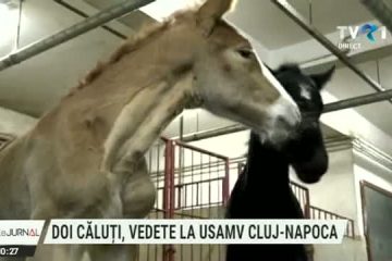 Doi căluți, veniți pe lume zilele trecute, au fost salvați de veterinarii clujeni