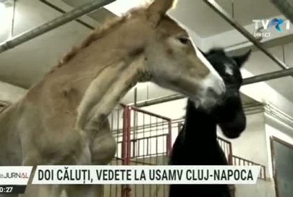 Doi căluți, veniți pe lume zilele trecute, au fost salvați de veterinarii clujeni