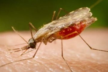 Un vaccin candidat împotriva malariei a demonstrat o eficienţă de 77% în cadrul studiilor