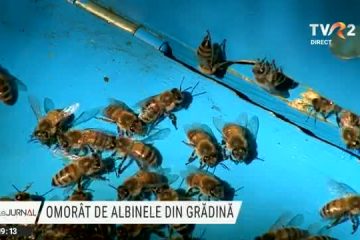 Un apicultor a fost găsit fără suflare după ce a fost atacat de propriile albine