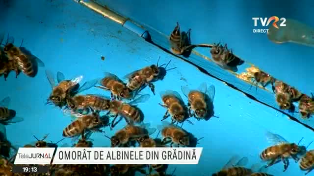 un-apicultor-a-fost-gasit-fara-suflare-dupa-ce-a-fost-atacat-de-propriile-albine