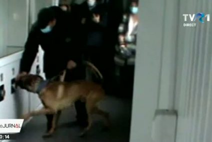 Câini dresați să depisteze virusul SARS-CoV-2 vor fi folosiţi, pentru prima dată în România, pe Aeroportul Internaţional din Sibiu