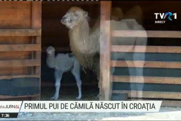 Pui de cămilă născut într-un parc zoologic din nordul Croației