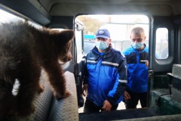 Argeș: Doi pui de urs, salvați de jandarmii