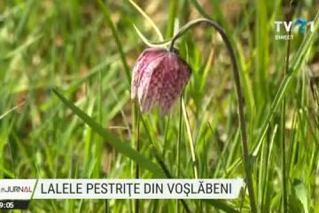 Au înflorit lalelele pestriţe din rezervaţia naturală botanică „Mlaştina după luncă” din comuna Voşlăbeni