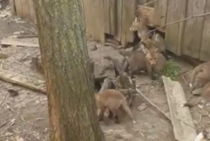 12 vulpi au fost găsite într-o casă părăsită din judeţul Botoşani