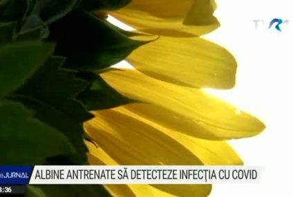 Albine „antrenate” să identifice probe infectate cu coronavirus. Tehnica folosirii insectelor a fost testată de Departamentul de Apărare al SUA pentru a detecta explozivi și toxine