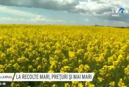 La recolte mari, prețuri și mai mari. România exportă masiv cereale