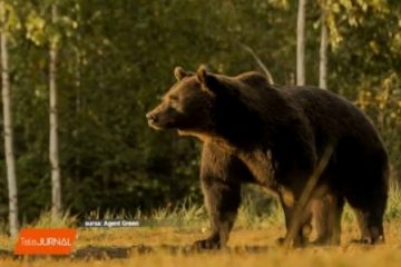 Prinţul Emanuel de Liechtenstein a declarat pentru presa din Austria că nu l-a împuşcat el pe Arthur, marele urs brun din România