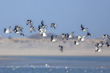 8 mai, Ziua Mondială a păsărilor migratoare. „Cântă, zboară, înălță-te – Ca o pasăre!”