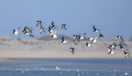 8 mai, Ziua Mondială a păsărilor migratoare. „Cântă, zboară, înălță-te – Ca o pasăre!”