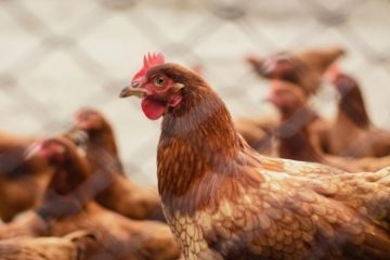 Comerţul ambulant cu păsări vii este suspendat pentru 30 de zile, după ce a fost depistată gripa aviară la o fermă din Mureș