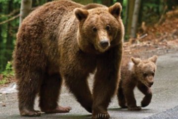 Harghita: Intervenţii ale jandarmilor pentru alungarea unor urşi din Miercurea Ciuc şi Odorheiu Secuiesc