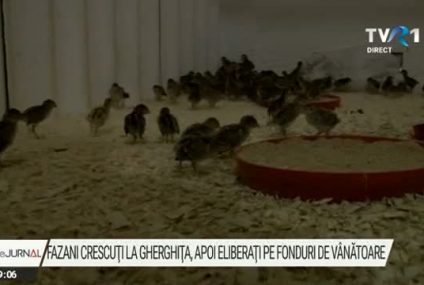 Fazani crescuți la fermă și apoi eliberați pe fondurile de vânătoare